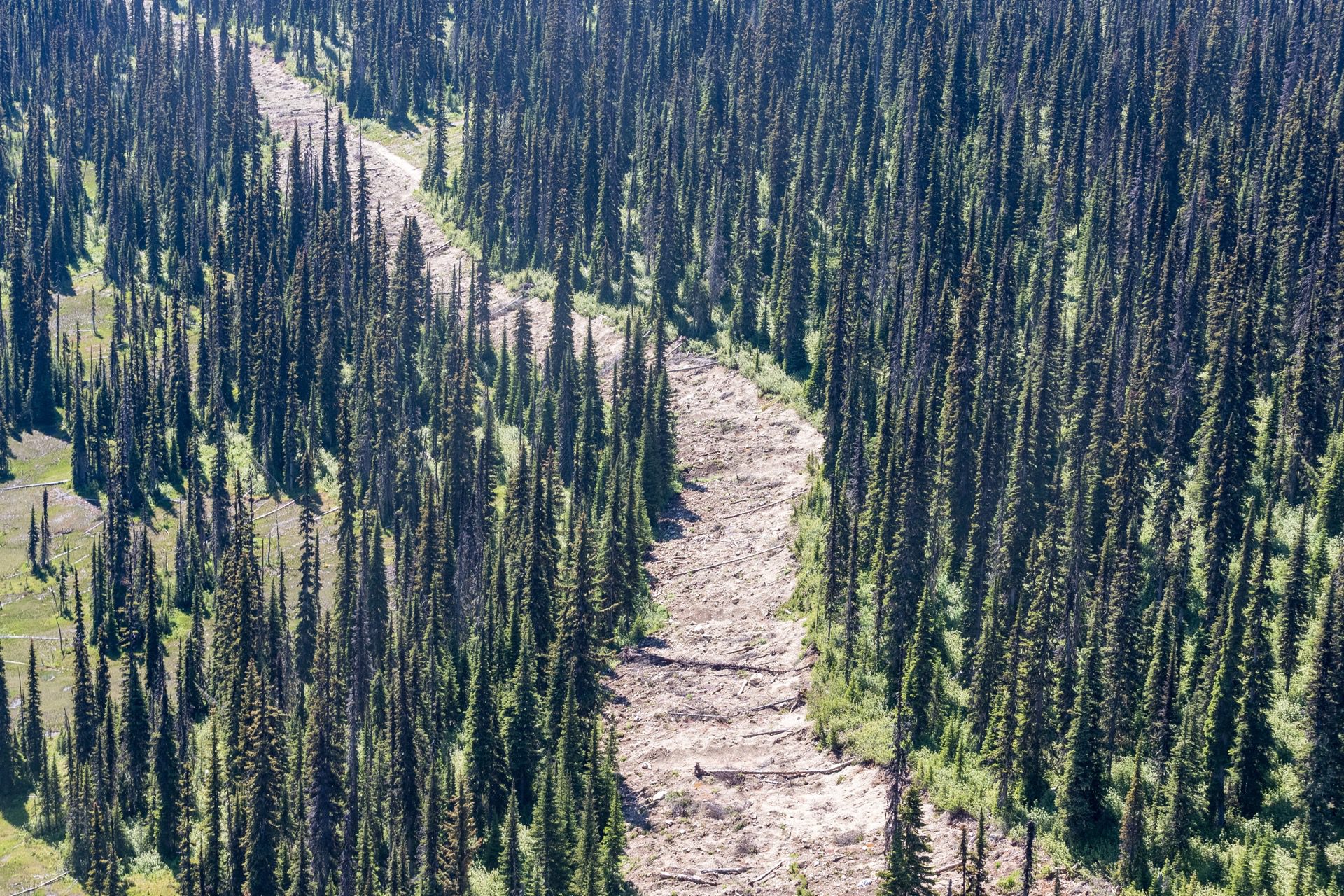 Forest being worked on for Forests of Tomorrow