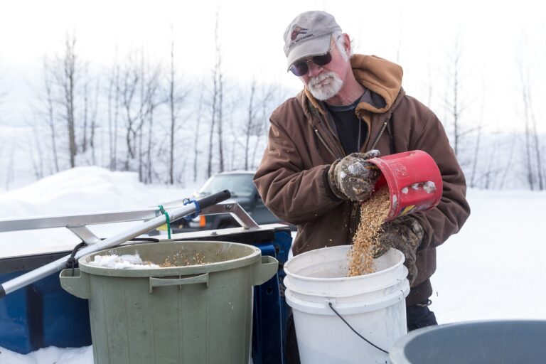 Saving ducks from starving in the winter in Prince George, BC